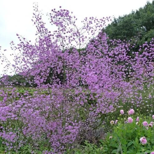 Thalictrum 'Anne'