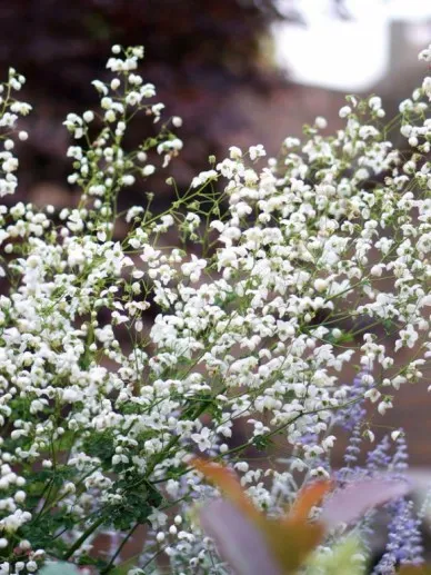 Thalictrum aquilegifolium 'Spendide White'