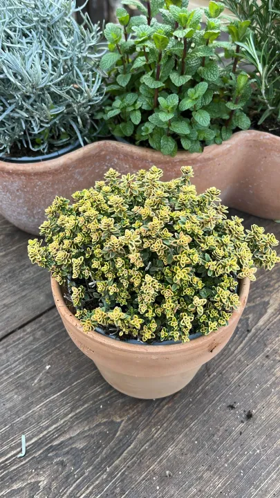 Thymus citriodorus 'Aureus'