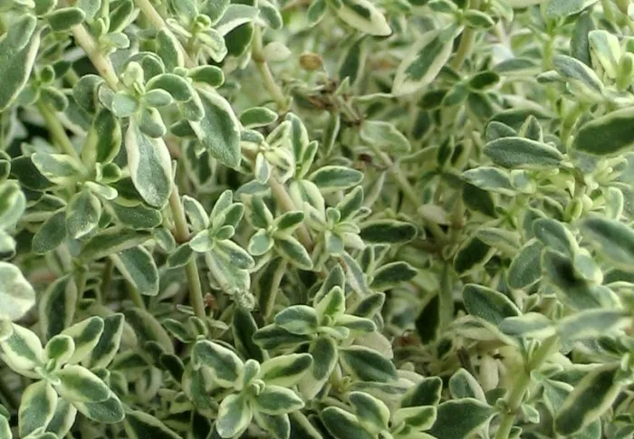 Thymus citriodorus 'Silver Queen'