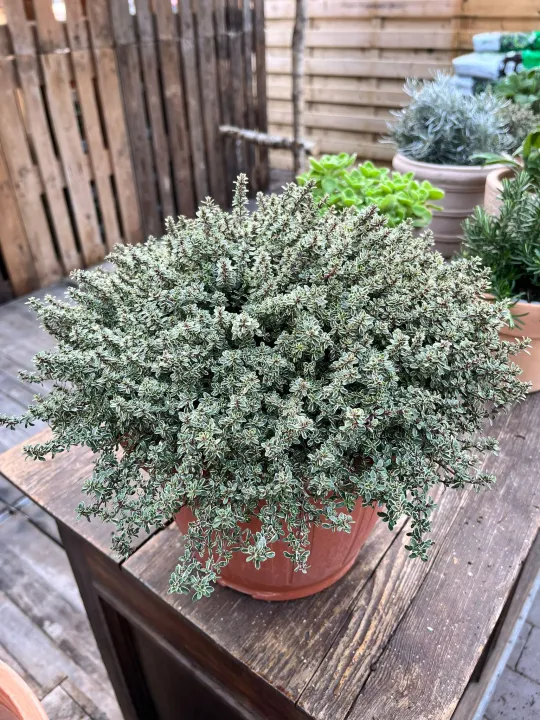 Thymus citriodorus 'Silver Queen'
