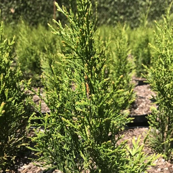 Thuja occidentalis 'Smaragd'