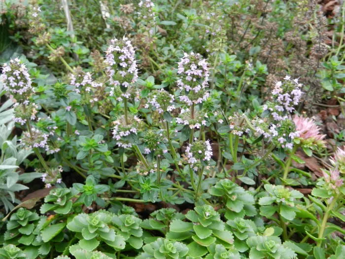 Thymus praecox 'Coccineus'