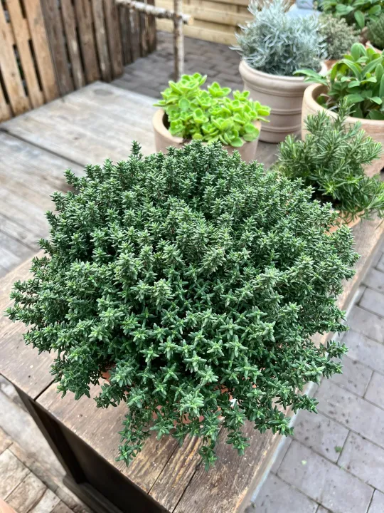 Thymus vulgaris 'Compactus'