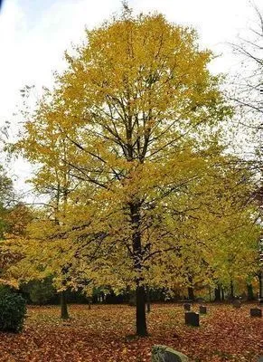 Tilia europaea (x) 'Pallida'
