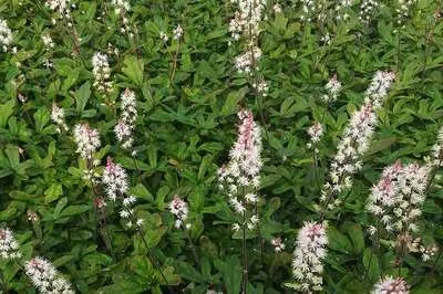 Tiarella 'Spring Symphony'