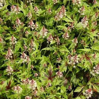 Tiarella 'Sugar and Spice'