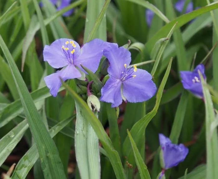 Tradescantia 'Leonora'