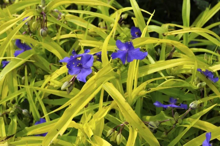 Tradescantia 'Sweet Kate'