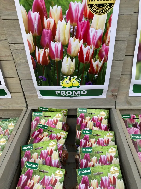 Tulpen surprise mix 
