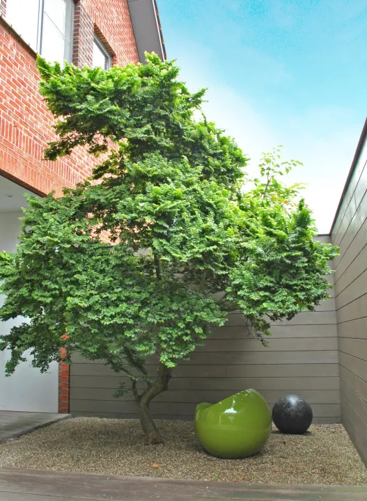 Ulmus minor 'Jaqueline Hillier'