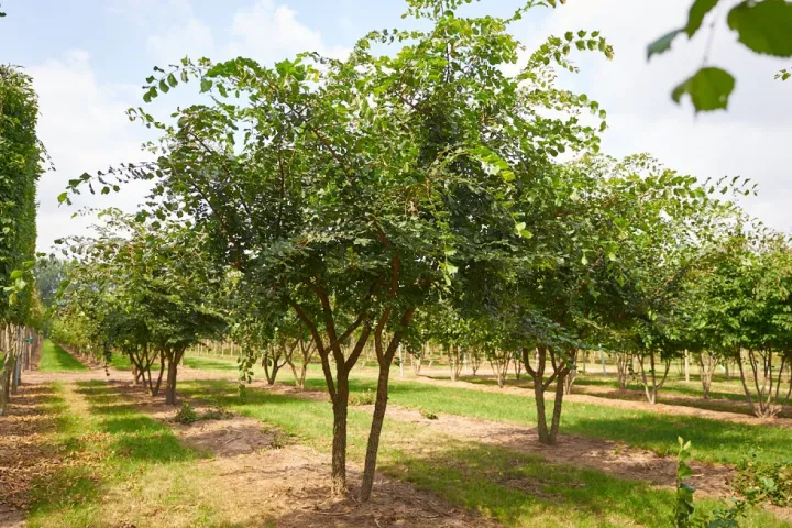 Ulmus minor 'Suberosa'
