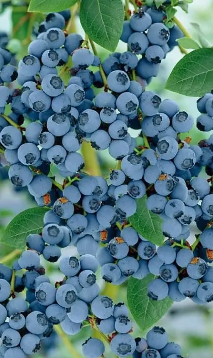 Vaccinium corymbosum 'Goldtraube'