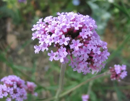 Verbena bonariensis 'Lollipop'