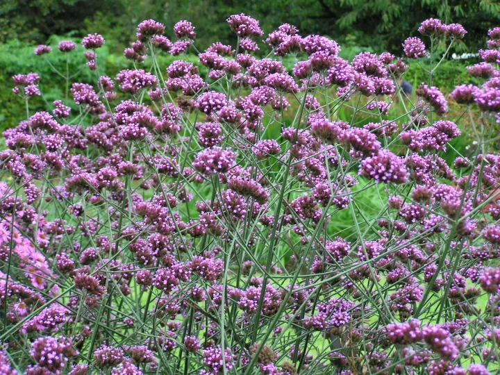 Verbena bonariensis