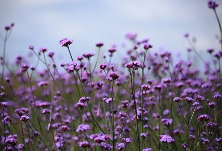 Verbena bonariensis 'Vanity'