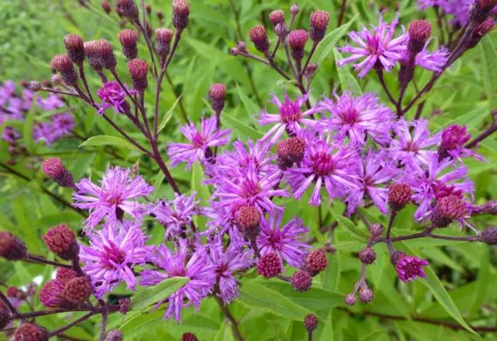 Vernonia crinita 'Mammuth'