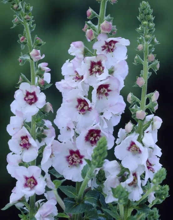 Verbascum 'Lavender Lass'