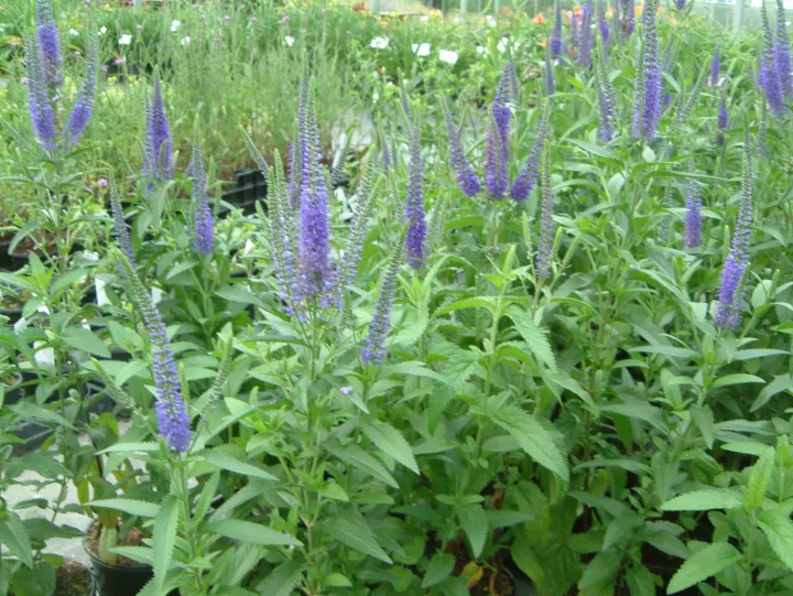 Veronica longifolia 'Blauriesin'