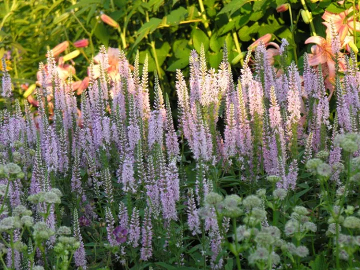 Veronica longifolia 'Pink Damask'