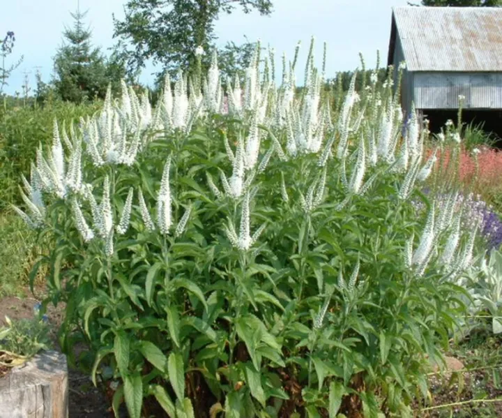 Veronica longifolia 'Schneeriesin'