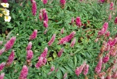 Veronica spicata 'Heidekind'