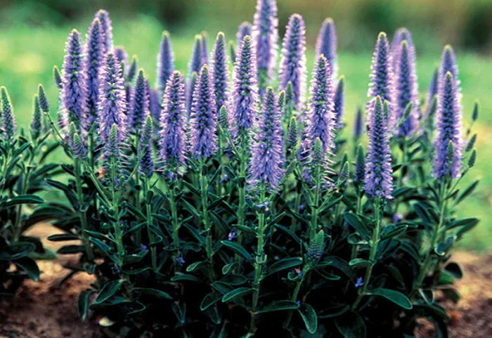 Veronica spicata