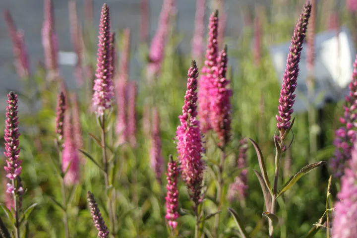 Veronica spicata 'Rosea'