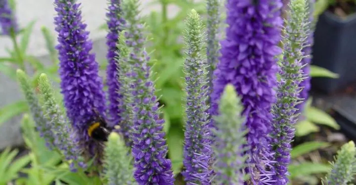 Veronica spicata 'Ulster Dwarf Bleu'