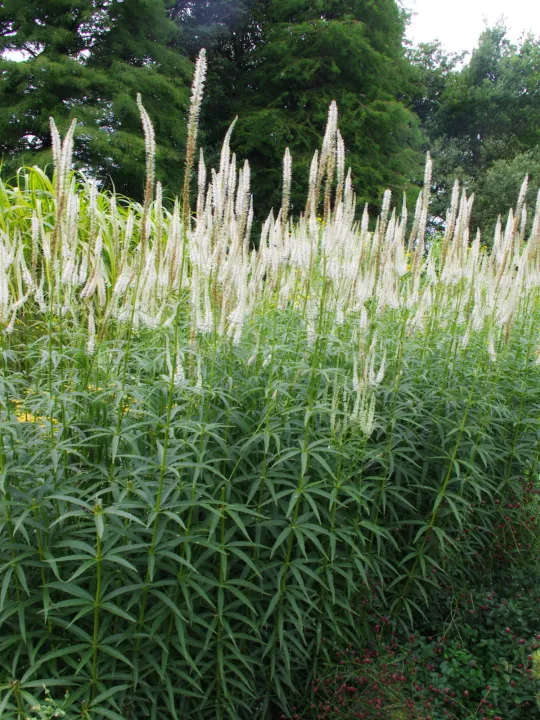 Veronicastrum virginicum 'Diana'