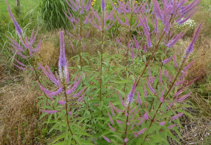 Veronicastrum virginicum 'Fascination'