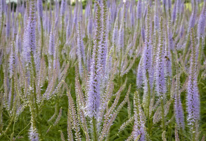 Veronicastrum virginicum 'Lavendelturm'
