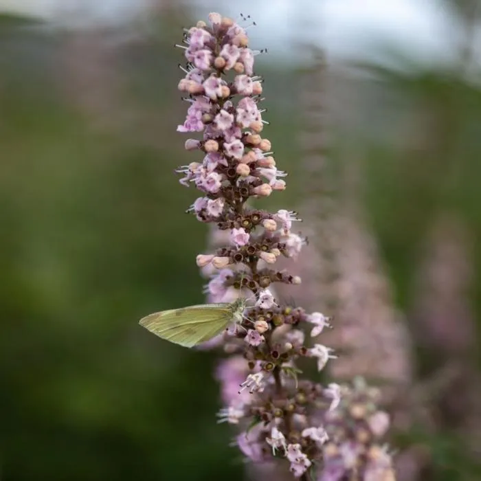 Vitex agnus-castus 'Galactic Pink'