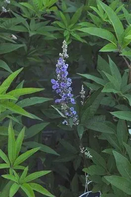 Vitex agnus-castus latifolia