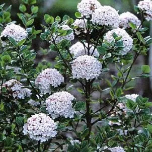 Viburnum burkwoodii 'Anne Russell'