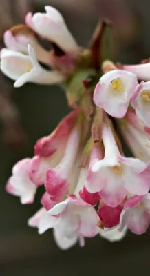 Viburnum bod. (x) 'Charles Lamont'