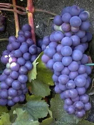 Vitis vinifera 'Boskoop Glorie'