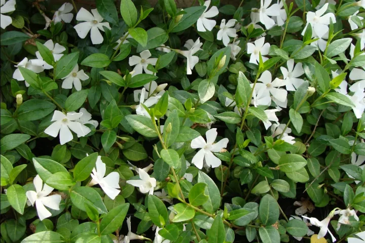 Vinca minor 'Alba'