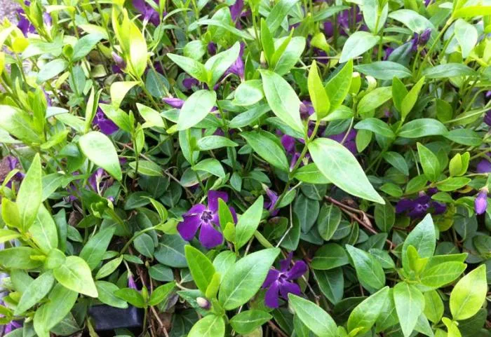 Vinca minor 'Atropurpurea'