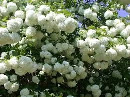 Viburnum opulus 'Roseum'