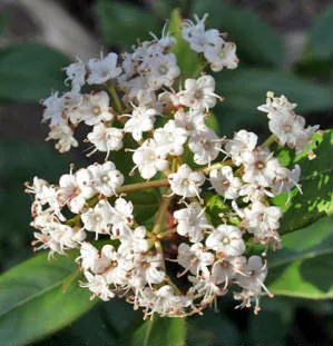 Viburnum tinus 'Eve Price'