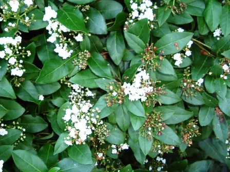 Viburnum tinus 'Eve Price'