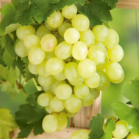 Vitis vinifera 'Bianca'