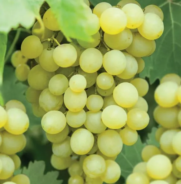 Vitis vinifera 'Fanny'