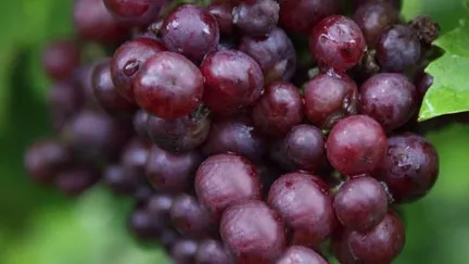 Vitis vinifera 'Heike'