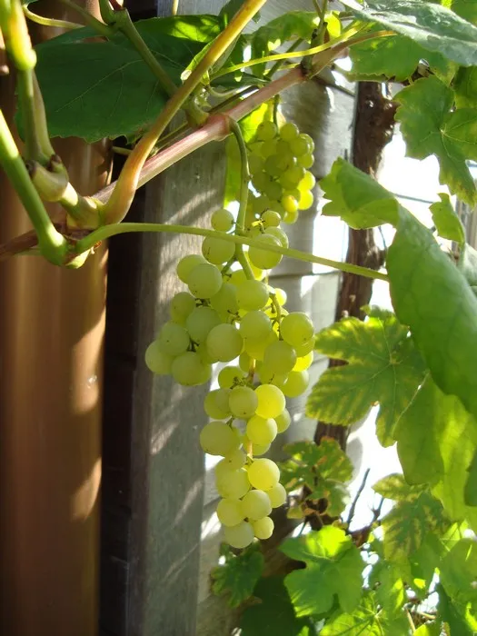 Vitis vinifera 'Himrod'