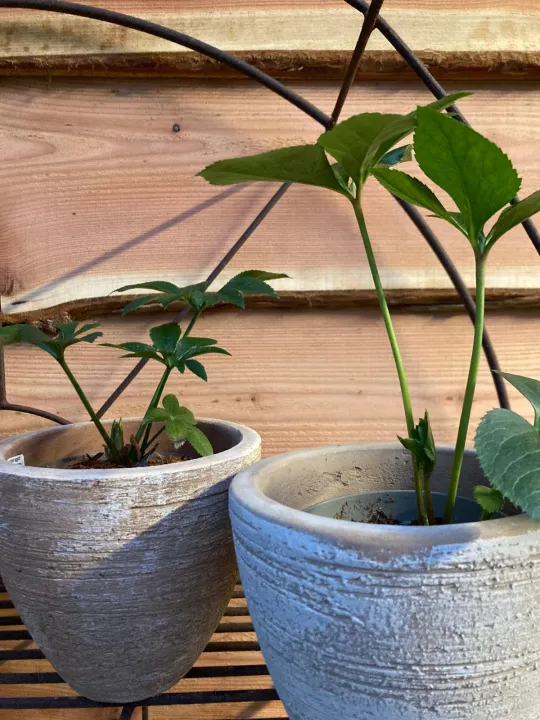 Helleborus viridis subsp. viridis