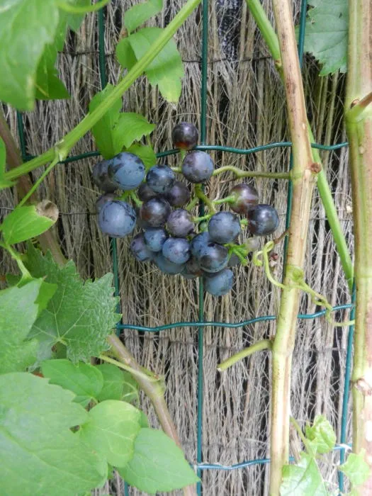 Vitis vinifera 'Muscat Blue'