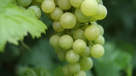 Vitis vinifera 'Solaris'