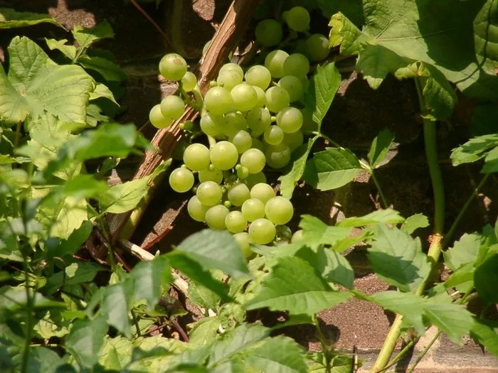 Vitis vinifera 'Vroege Van Der Laan'
